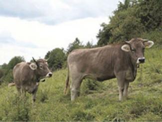 Rinder im oberfränkischen Biotop
