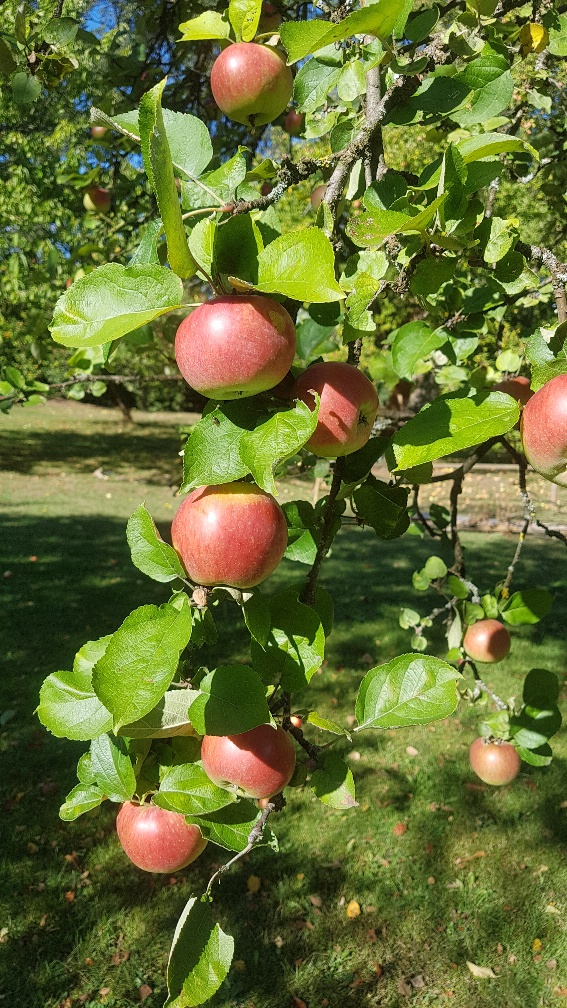 Äpfel am Baum