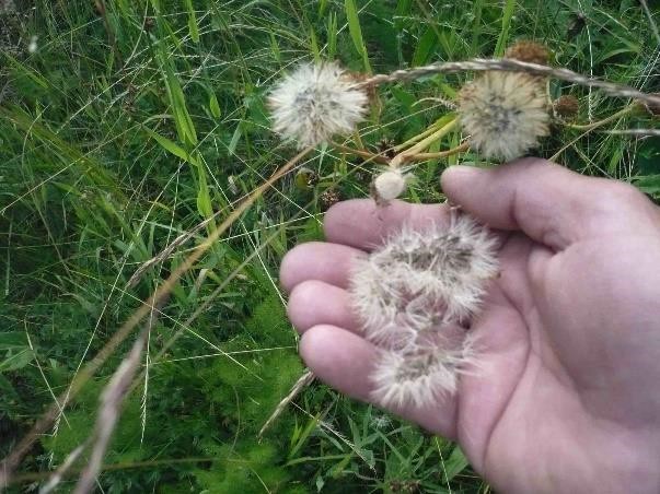 die Arnika wird zur Pusteblume