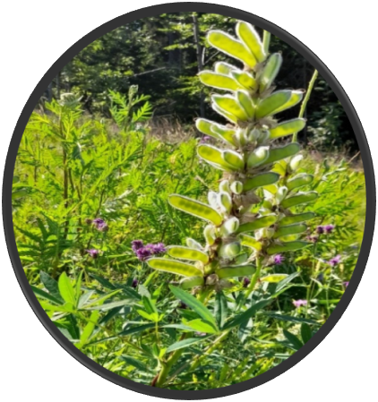 Lupine Blüte