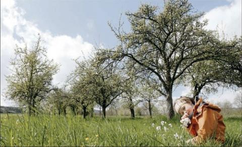 Streuobstwiese mit Kind Foto Knahn